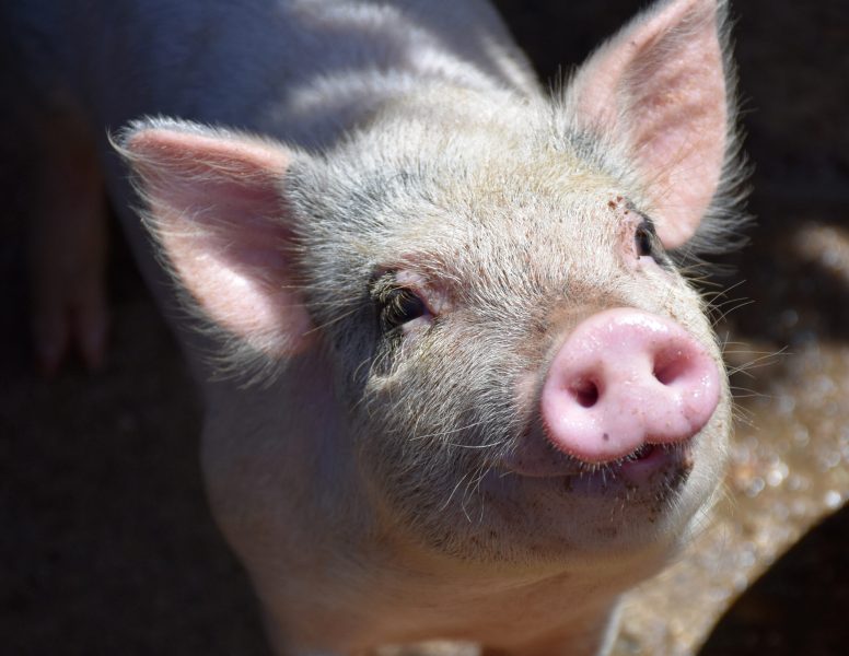 Wirey hairy pig with a pink snout.