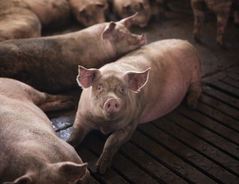 Group of pigs domestic animals at pig farm.